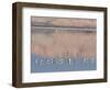 American Avocet, Salton Sea Area, Imperial County, California, USA-Diane Johnson-Framed Photographic Print