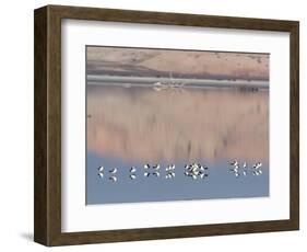 American Avocet, Salton Sea Area, Imperial County, California, USA-Diane Johnson-Framed Photographic Print