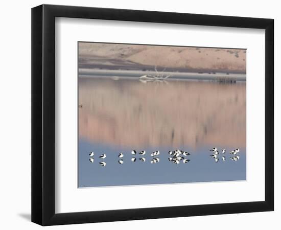 American Avocet, Salton Sea Area, Imperial County, California, USA-Diane Johnson-Framed Photographic Print