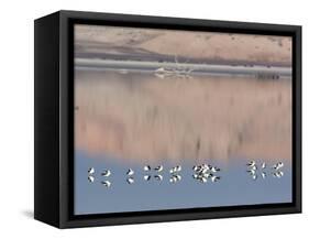American Avocet, Salton Sea Area, Imperial County, California, USA-Diane Johnson-Framed Stretched Canvas
