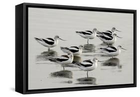 American Avocet-null-Framed Stretched Canvas