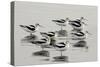 American Avocet-null-Stretched Canvas