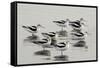 American Avocet-null-Framed Stretched Canvas