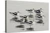 American Avocet-null-Stretched Canvas