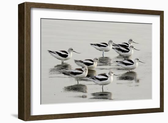 American Avocet-null-Framed Photographic Print