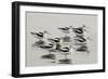 American Avocet-null-Framed Photographic Print