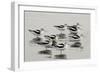 American Avocet-null-Framed Photographic Print