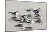 American Avocet-null-Mounted Photographic Print