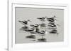 American Avocet-null-Framed Photographic Print