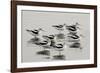 American Avocet-null-Framed Photographic Print