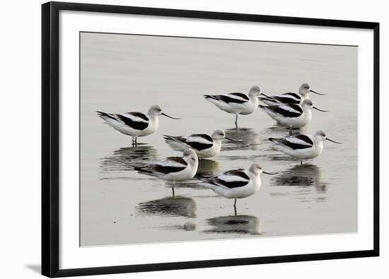 American Avocet-null-Framed Photographic Print