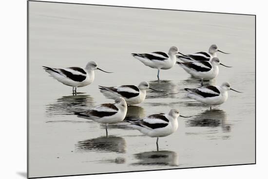 American Avocet-null-Mounted Photographic Print