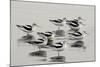 American Avocet-null-Mounted Photographic Print