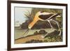 American Avocet-John James Audubon-Framed Premium Giclee Print