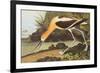 American Avocet-John James Audubon-Framed Premium Giclee Print