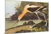 American Avocet-John James Audubon-Mounted Premium Giclee Print