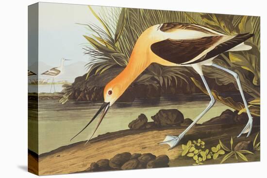 American Avocet-John James Audubon-Stretched Canvas