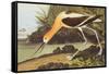 American Avocet-John James Audubon-Framed Stretched Canvas