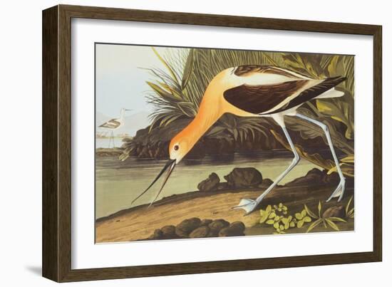 American Avocet-John James Audubon-Framed Art Print