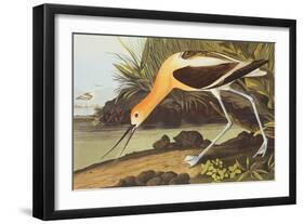 American Avocet-John James Audubon-Framed Art Print