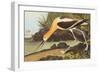 American Avocet-John James Audubon-Framed Art Print