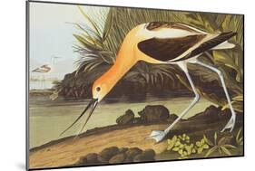 American Avocet-John James Audubon-Mounted Art Print