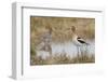 American Avocet-Ken Archer-Framed Photographic Print