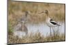 American Avocet-Ken Archer-Mounted Photographic Print