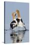 American Avocets, courtship dance-Ken Archer-Stretched Canvas