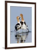 American Avocets, courtship dance-Ken Archer-Framed Photographic Print