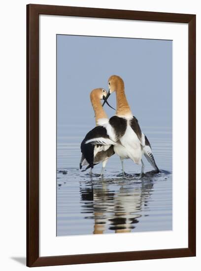 American Avocets, courtship dance-Ken Archer-Framed Photographic Print
