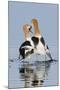 American Avocets, courtship dance-Ken Archer-Mounted Photographic Print