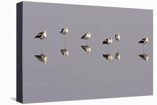 American Avocets Roosting, All Standing on One Leg-null-Stretched Canvas