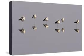 American Avocets Roosting, All Standing on One Leg-null-Stretched Canvas