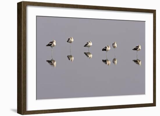 American Avocets Roosting, All Standing on One Leg-null-Framed Photographic Print