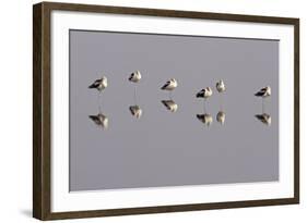 American Avocets Roosting, All Standing on One Leg-null-Framed Photographic Print
