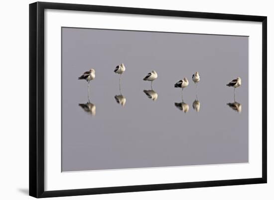 American Avocets Roosting, All Standing on One Leg-null-Framed Photographic Print