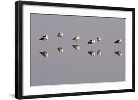 American Avocets Roosting, All Standing on One Leg-null-Framed Photographic Print