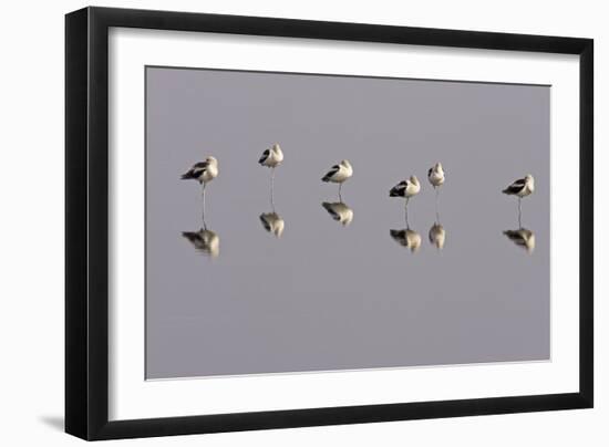 American Avocets Roosting, All Standing on One Leg-null-Framed Photographic Print