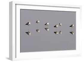 American Avocets Roosting, All Standing on One Leg-null-Framed Photographic Print