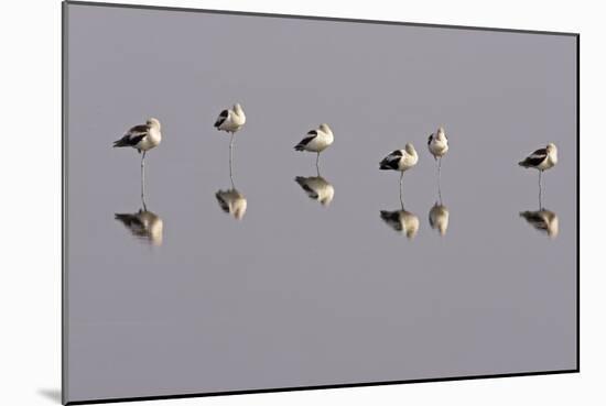 American Avocets Roosting, All Standing on One Leg-null-Mounted Photographic Print