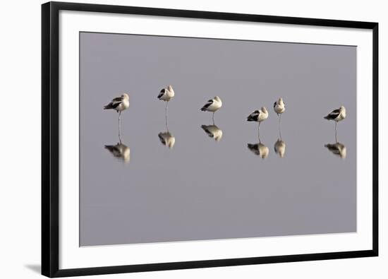 American Avocets Roosting, All Standing on One Leg-null-Framed Photographic Print