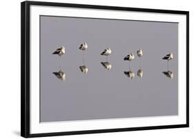 American Avocets Roosting, All Standing on One Leg-null-Framed Photographic Print