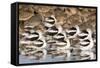 American Avocts,Marbled Godwits and Willets Sleeping-Hal Beral-Framed Stretched Canvas