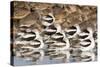 American Avocts,Marbled Godwits and Willets Sleeping-Hal Beral-Stretched Canvas