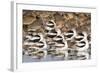 American Avocts,Marbled Godwits and Willets Sleeping-Hal Beral-Framed Photographic Print