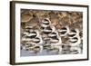 American Avocts,Marbled Godwits and Willets Sleeping-Hal Beral-Framed Photographic Print