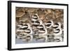 American Avocts,Marbled Godwits and Willets Sleeping-Hal Beral-Framed Photographic Print