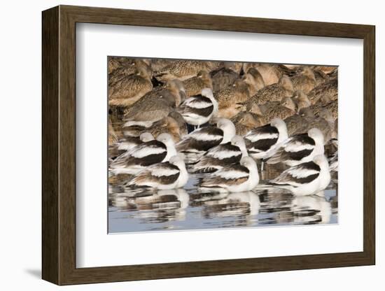 American Avocts,Marbled Godwits and Willets Sleeping-Hal Beral-Framed Photographic Print