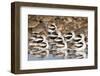 American Avocts,Marbled Godwits and Willets Sleeping-Hal Beral-Framed Photographic Print